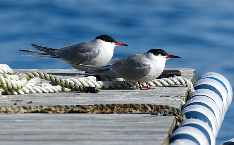 Makrellterne - Common Tern (Sterna hirundo).jpg